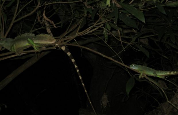 Wildlife spotting at the Nam Et-Phou Louey National Park